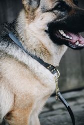KENTUCKY Hundehalsband LOOP - grau