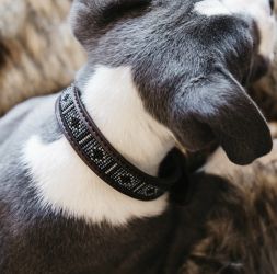 KENTUCKY Hundehalsband PEARLS - silber