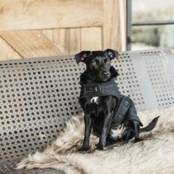 KENTUCKY Hundemantel DOG RUG Original - schwarz